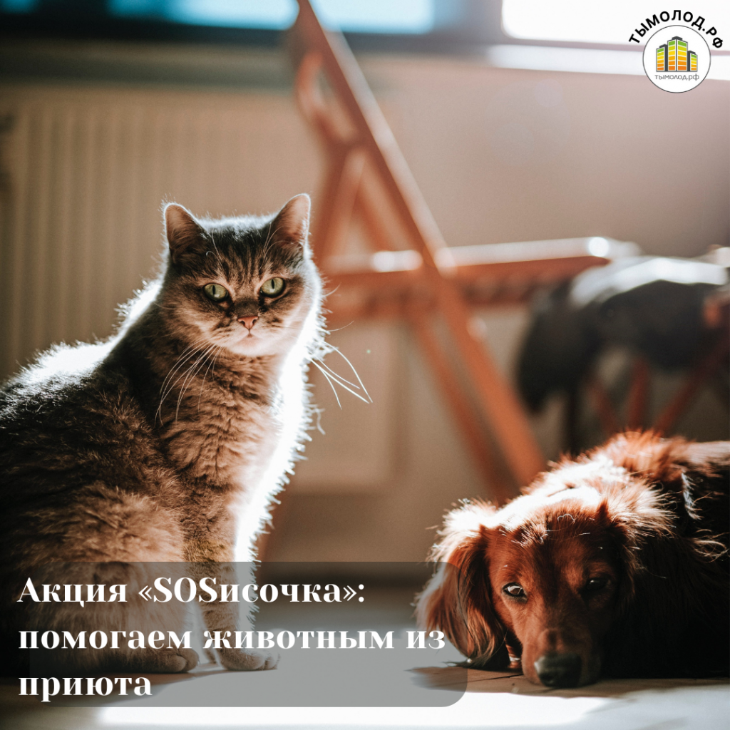  Акция «SOSисочка»: помогаем животным из приюта 