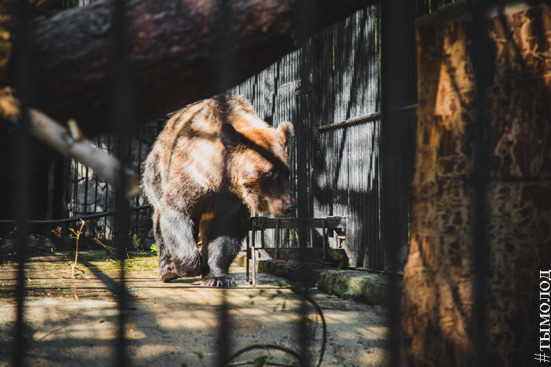 Старый зоопарк новосибирск фото