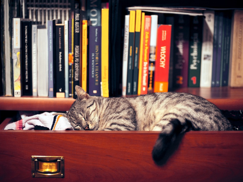 Кот_спит_в_шкафу.jpg