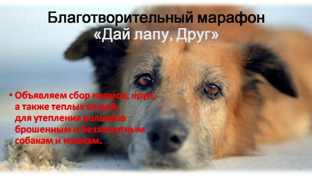 Дай_лапу.jpg