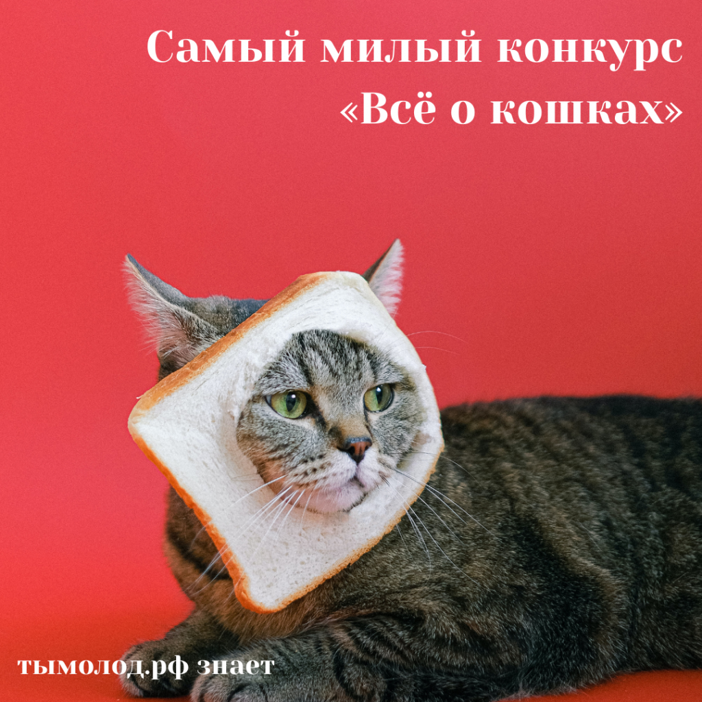 Самый милый конкурс «Всё о кошках»
