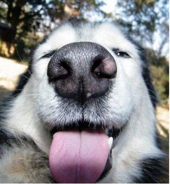 emotions_dogs_3+.jpg
