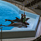 В новосибирском дельфинарии появилось новое животное